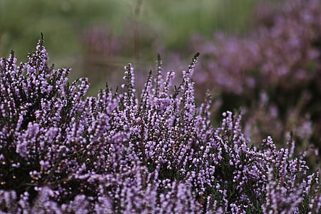 purple petaled flower garden thumbnail
