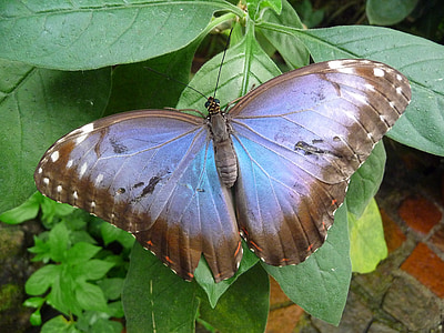 morpho butterfly perching on green ovate leaf during daytime thumbnail