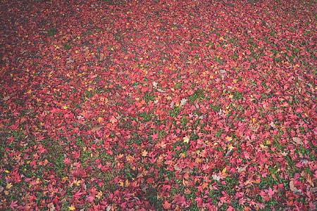 red Maple tree leaves thumbnail