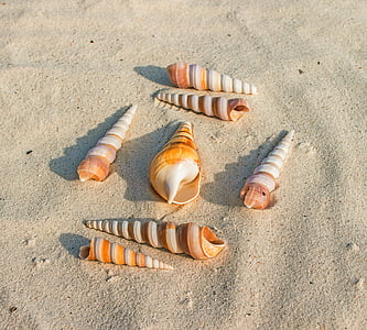 seven seashells on white sand at daytime thumbnail