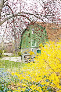 yellow flowers near the house thumbnail