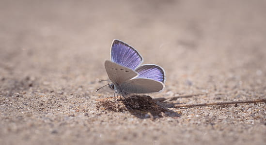 Purple Sulfur Moth On Ground Close-up Photography thumbnail