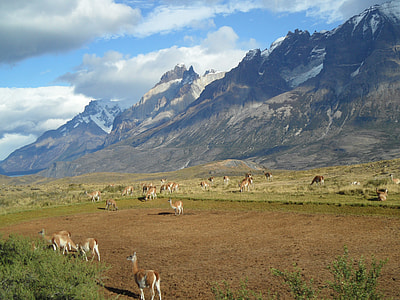 brown and white llamas on ground with mountain range background under blue sky and white clouds during daytime thumbnail