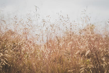grass field under gray sky thumbnail