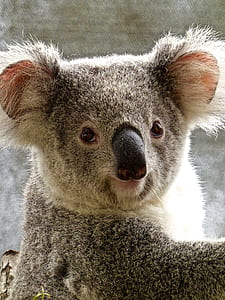 black and white Koala thumbnail