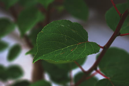 Shallow Focus Photography of Green Leaf thumbnail