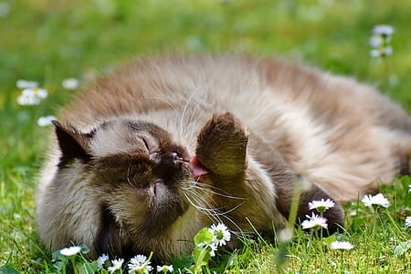 selective focus photography of long-fur brown cat thumbnail