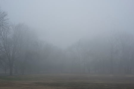 forest surrounded by smoke thumbnail