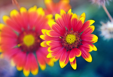 shallow focus photography of red and yellow blanket flower thumbnail