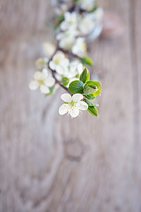 white flower thumbnail