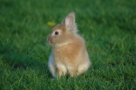 brown bunny on bed of green grass thumbnail