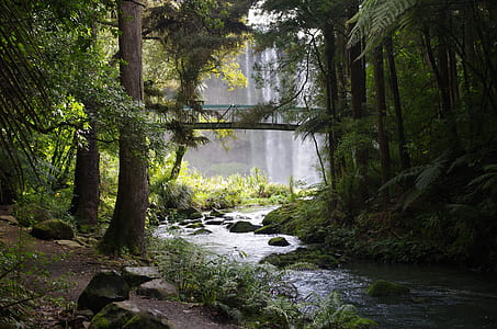 stream under bridge surrounded by trees thumbnail
