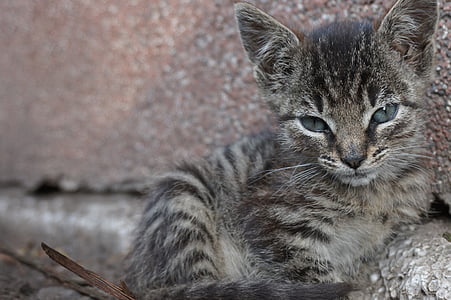 close-up photography of silver tabby kitten thumbnail