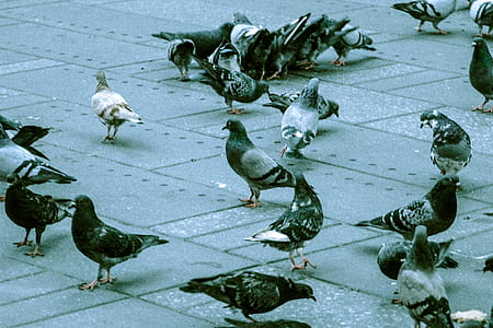 flock of pigeons thumbnail