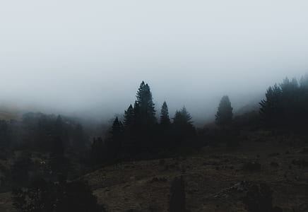 green plants on foggy mountain thumbnail