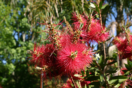 red flowers thumbnail