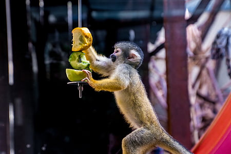 primate holding fruits thumbnail