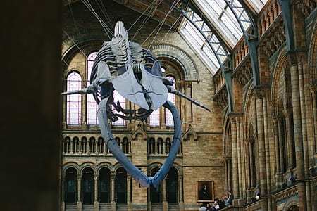 hanged dinosaur fossil inside museum thumbnail