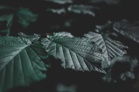 Alone, leaves, leaf, green thumbnail