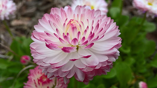 Shallow Focus Photography of Pink Flower thumbnail