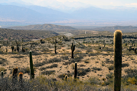 green cacti field under white sky thumbnail