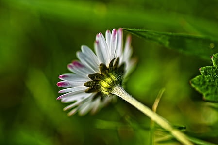 selective focus and closeup photography of white flower thumbnail