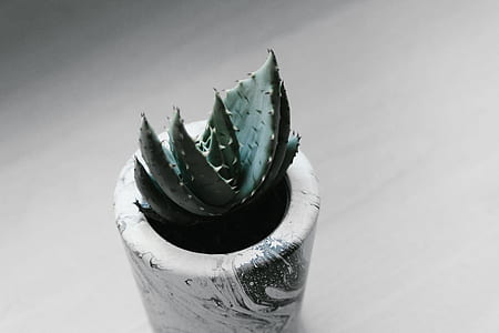 photograph of green succulent plant on pot thumbnail