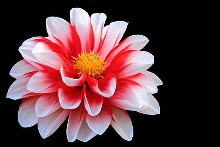 closeup photo of red and white petaled flower thumbnail