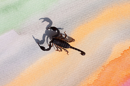 Scorpio, Androctonus Crassicauda thumbnail