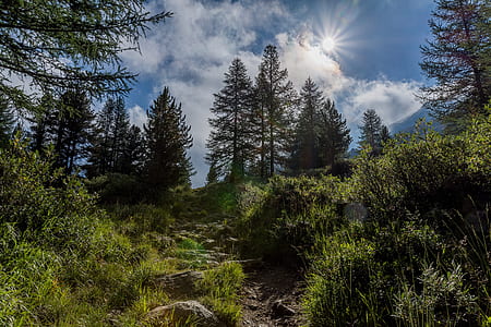 in distant pine tree under blue sky thumbnail