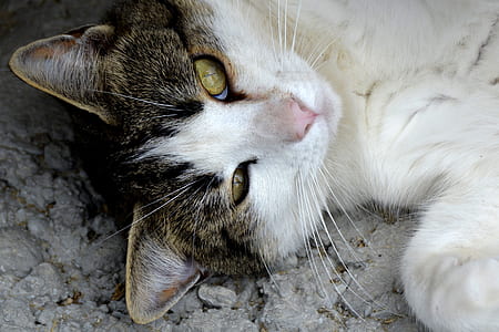 white cat lying on gray surface thumbnail