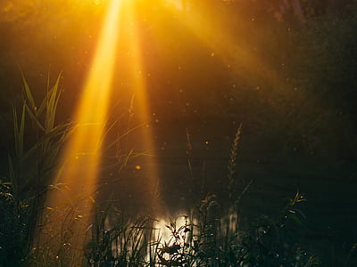 photo of green plants beside body of water thumbnail
