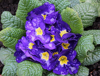 blooming purple flowers thumbnail