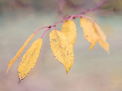 closeup photo of yellow leaves thumbnail