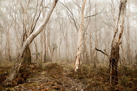 brown withered trees thumbnail