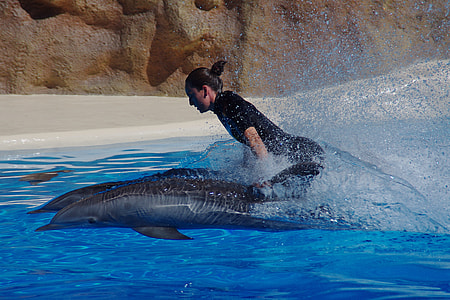 woman in black rush guard swimming with dolphins on body of water thumbnail