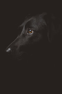 photography of adult black Labrador retriever thumbnail