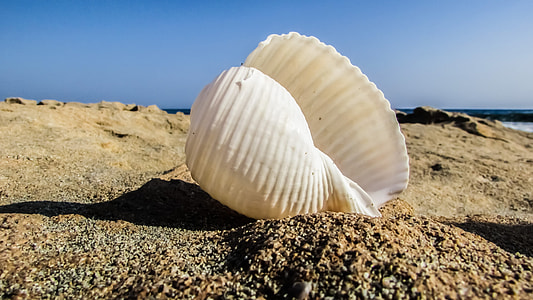 white conch shell on sand during daytime thumbnail