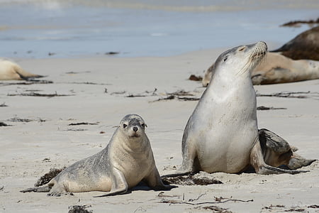 two sea lions on seashore at daytime thumbnail