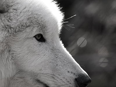 white wolf thumbnail