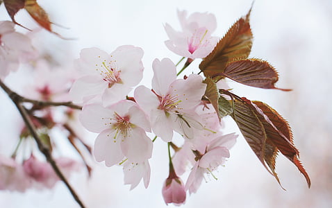 white cherry blossom tree thumbnail