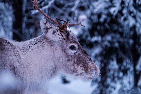 close up photography of deer at snow thumbnail