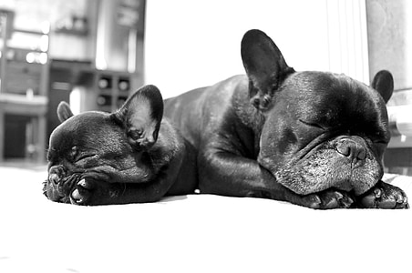 two black french bulldog puppies lying on white floor thumbnail