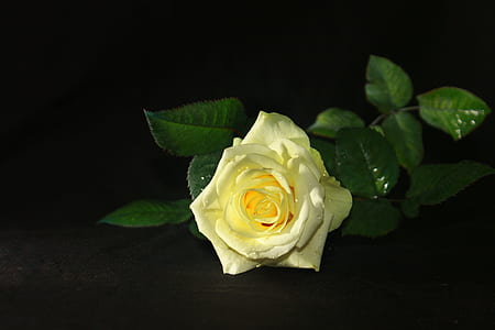 yellow rose in macro lens photography thumbnail