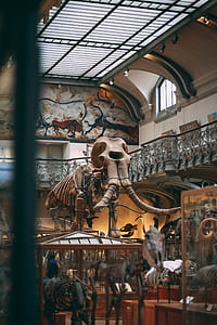 mammoth skeleton inside museum thumbnail