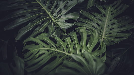 focused photo of a green leafed plant thumbnail