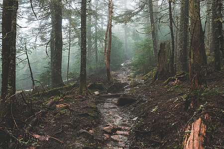 brown pathway surrounded by trees thumbnail