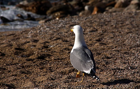 seagull on brown soil near seashore thumbnail