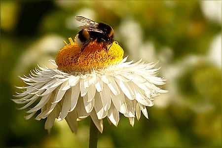 selective focus photography of bumblebee on white petaled flower thumbnail