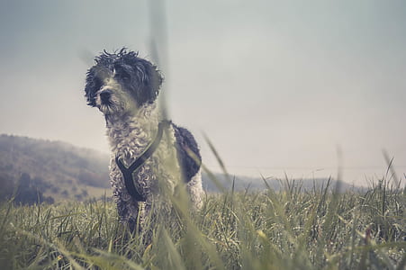 dog, grass, cloudy, meadow, hound, terrier thumbnail